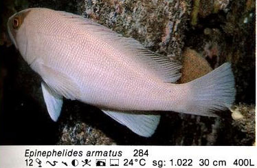 Epinephelides armatus